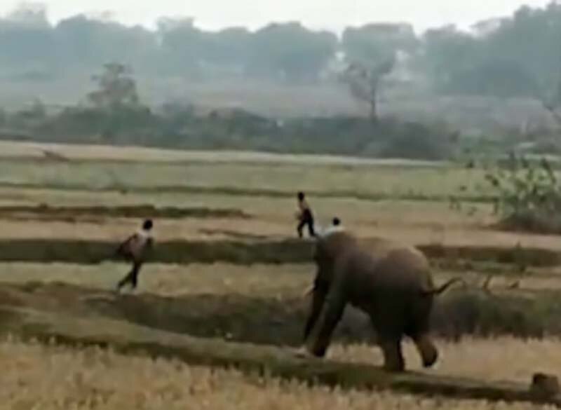 В Индии слон попытался отомстить ударившему его палкой селянину