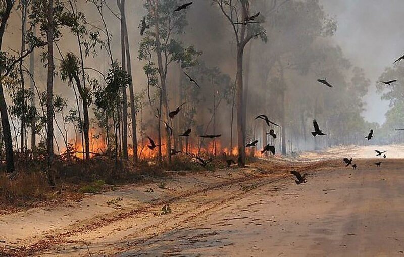 Орнитологи выяснили, что хищные птицы способствуют распространению пожаров в Австралии