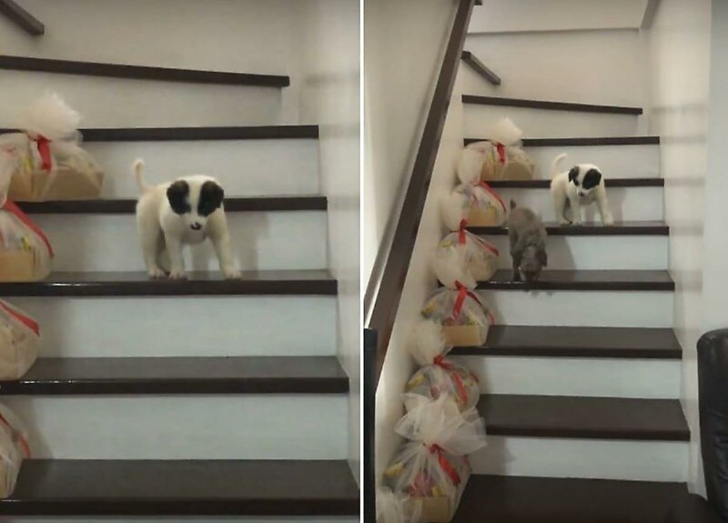 Собака показала своему маленькому приятелю, как правильно спускаться с лестницы