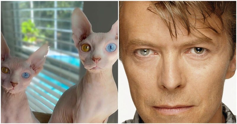 В Сети нашли кошек-сфинксов с цветом глаз как у Дэвида Боуи