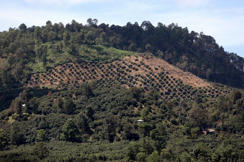 Рощи авокадо на склоне холма за пределами города Уруапан. Картели «выросли» из наркобизнеса и теперь гоняются за авокадо