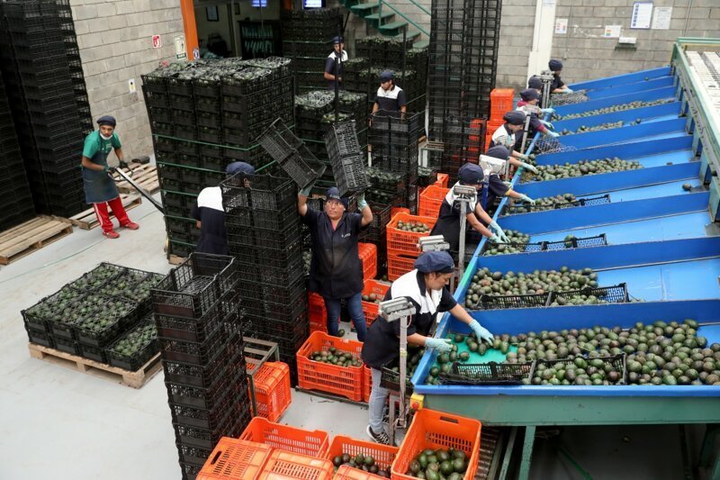 Рабочие сортируют авокадо на фабрике в Танситаро