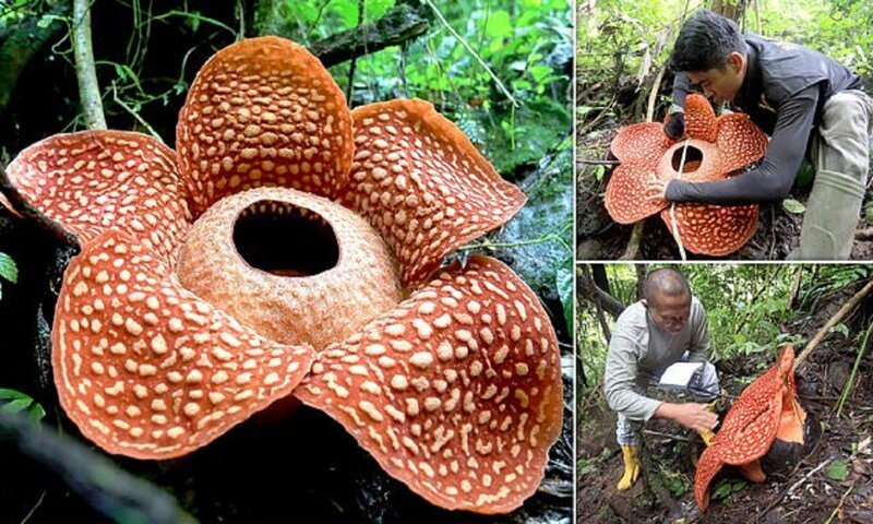 Фото дня: самый большой цветок в мире найден в Индонезии