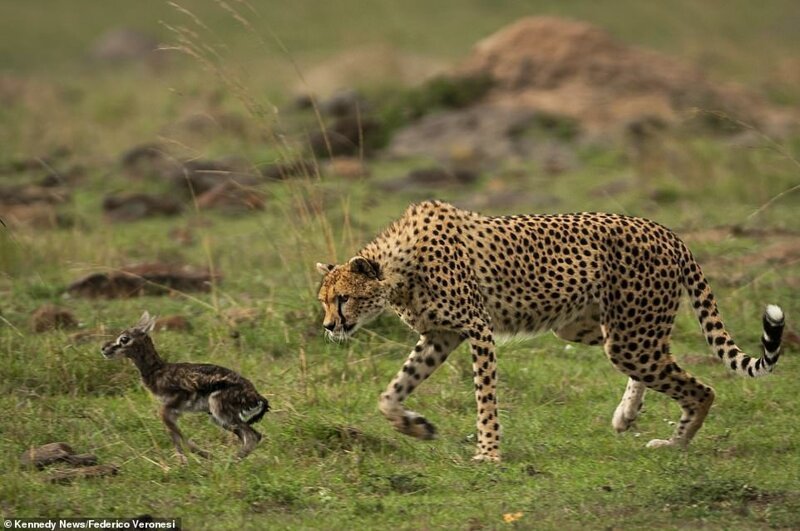 И только когда детеныш начинает убегать, самка гепарда осознает свою ошибку. Материнский инстинкт сменяется на инстинкт преследования и охоты на жертву