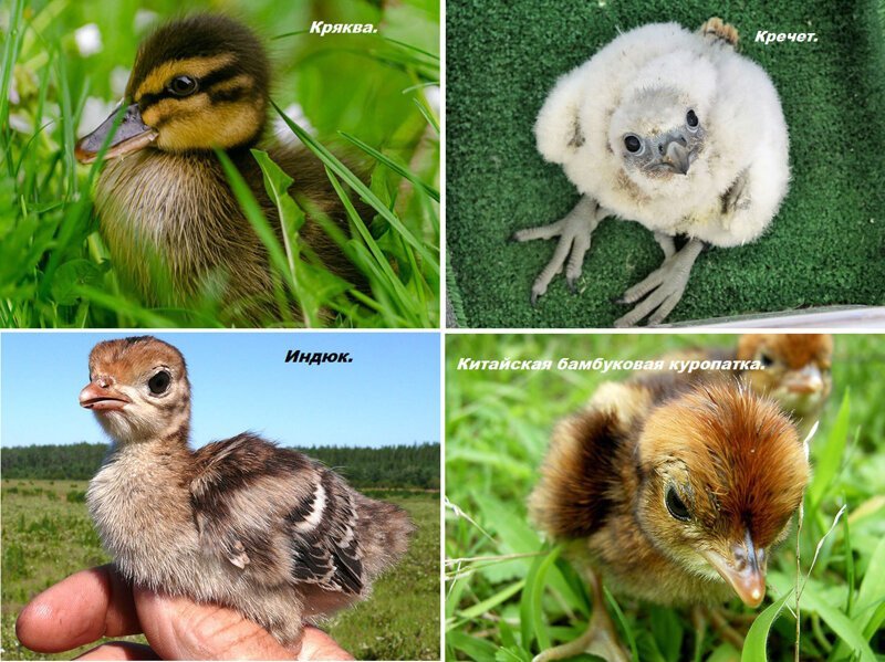 Как выглядят птенцы разных видов птиц