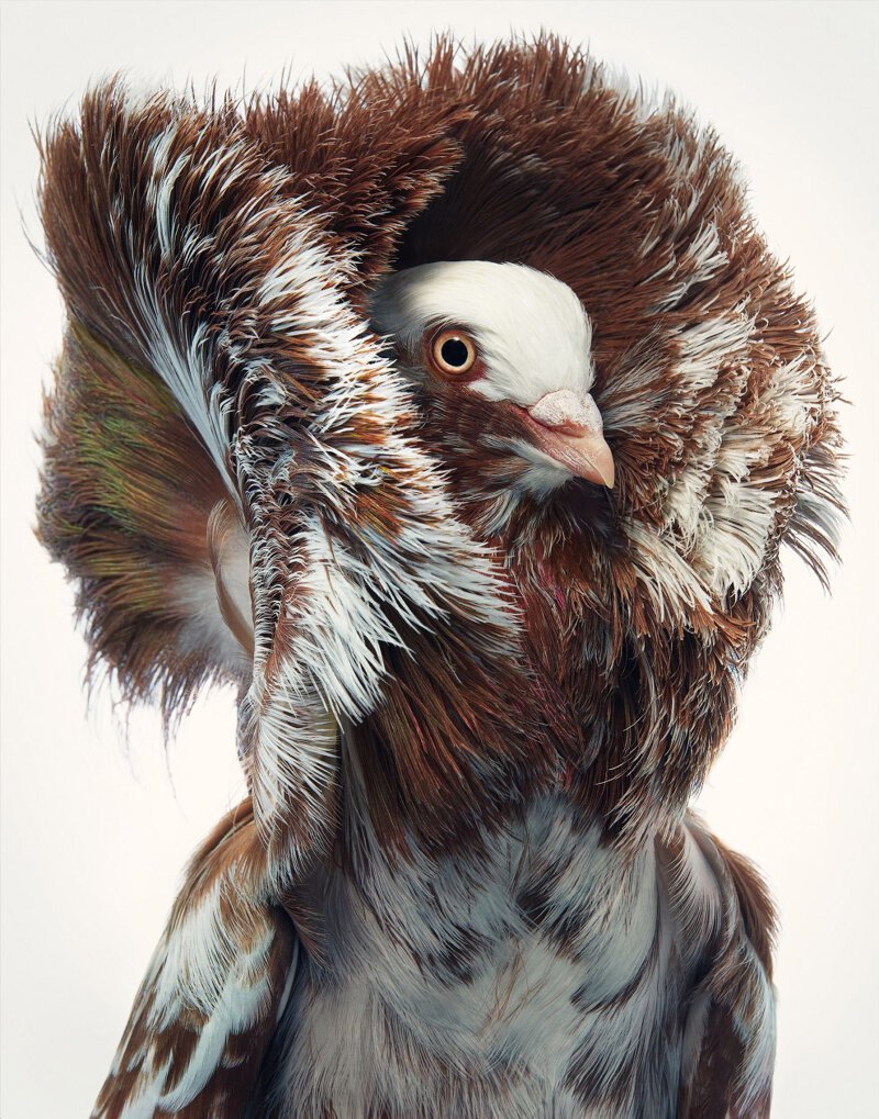 Красивые портреты исчезающих птиц