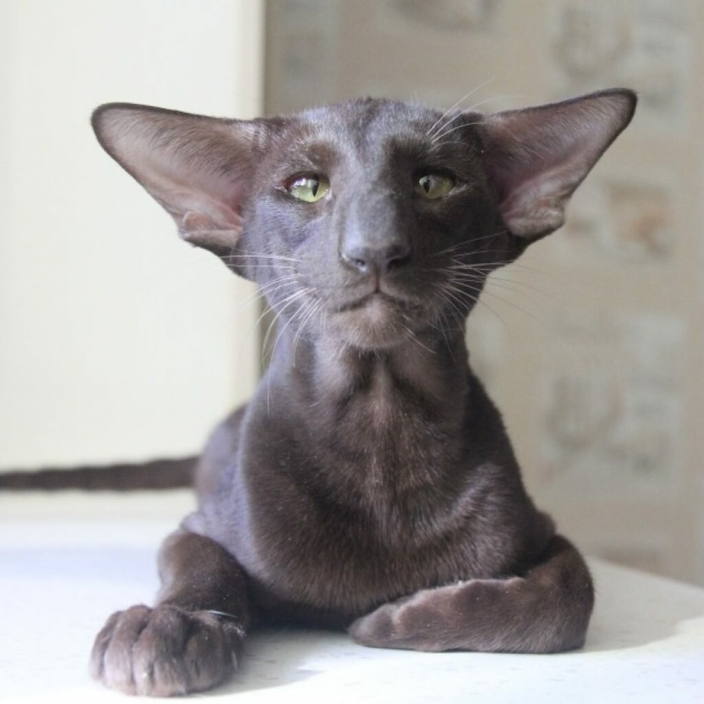 Ориентальная кошка циннамон фото