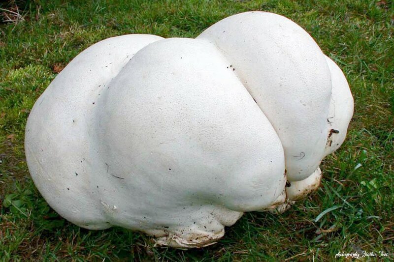 Гигантский гриб головач