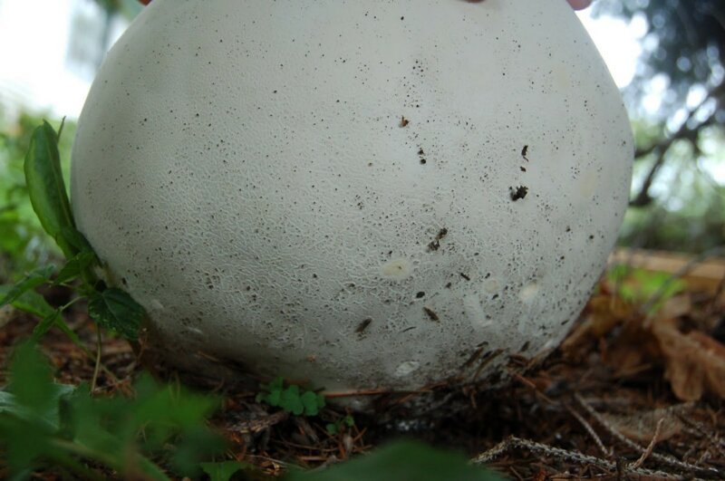 Гигантский гриб головач