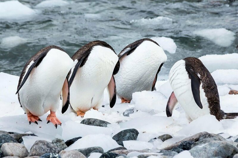Пингвины без головы