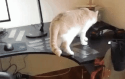 В попытках отучить кота ходить по столам