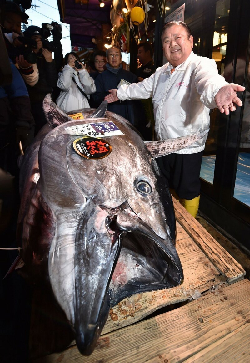 В Японии на аукционе продали тунца за 1,8 млн долларов
