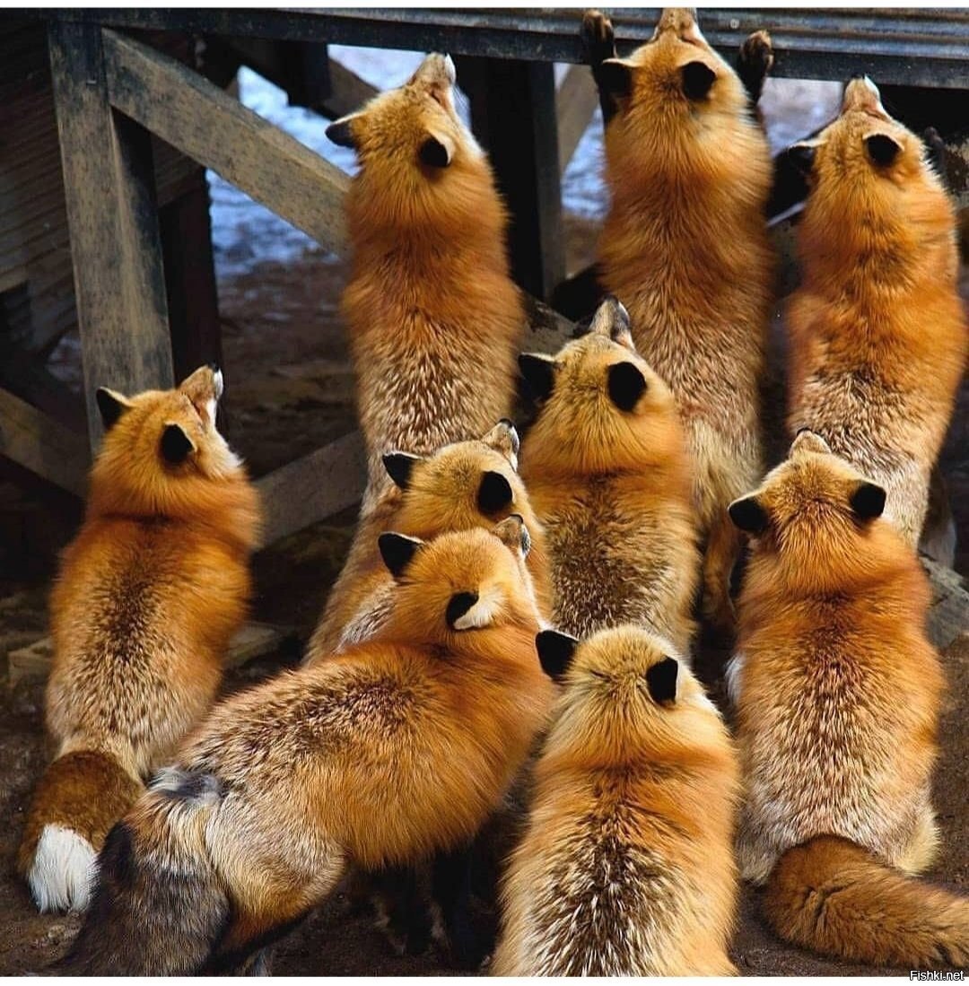 Стая лисов. Стая лисиц. Лиса много. Много лисиц. Много лисичек.