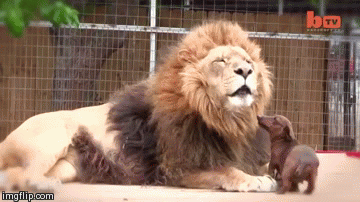 Гифки разные