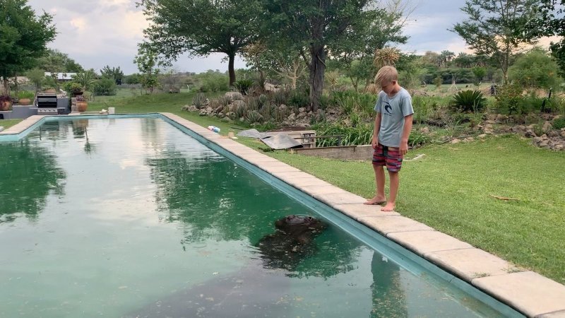 В Ботсване бегемот решил искупаться в бассейне частного дома