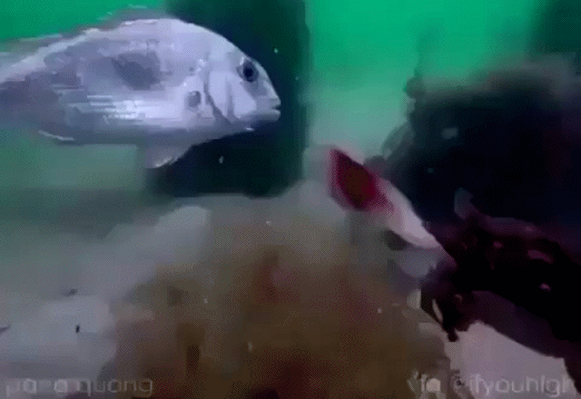 Гифки Гифки