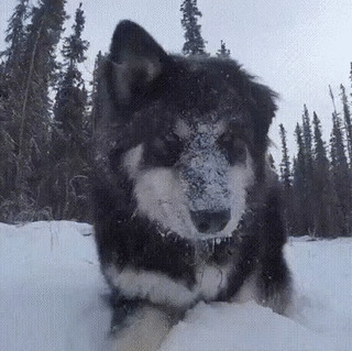 Солянка от 08.01.2020