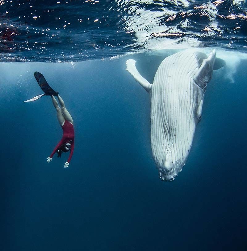 Потрясающие кадры! Девушка поплавала с огромными горбатыми китами у побережья Тонги