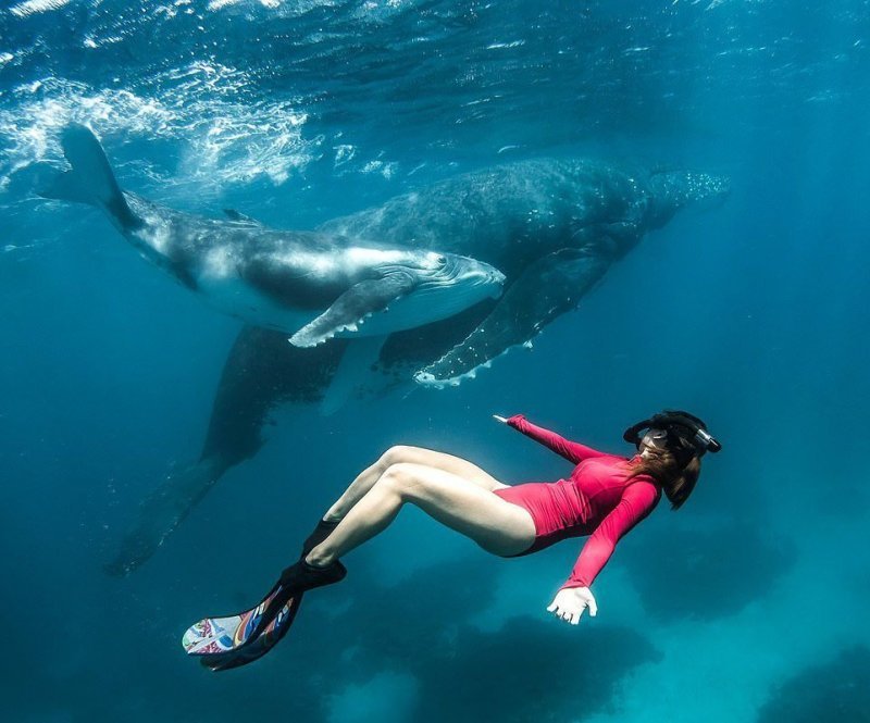 Потрясающие кадры! Девушка поплавала с огромными горбатыми китами у побережья Тонги