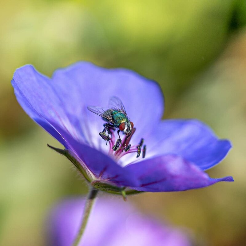 Волшебство макрофотографии: прекрасные цветы и насекомые в объективе Кайла ван Бавела