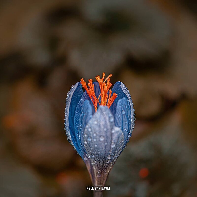 Волшебство макрофотографии: прекрасные цветы и насекомые в объективе Кайла ван Бавела