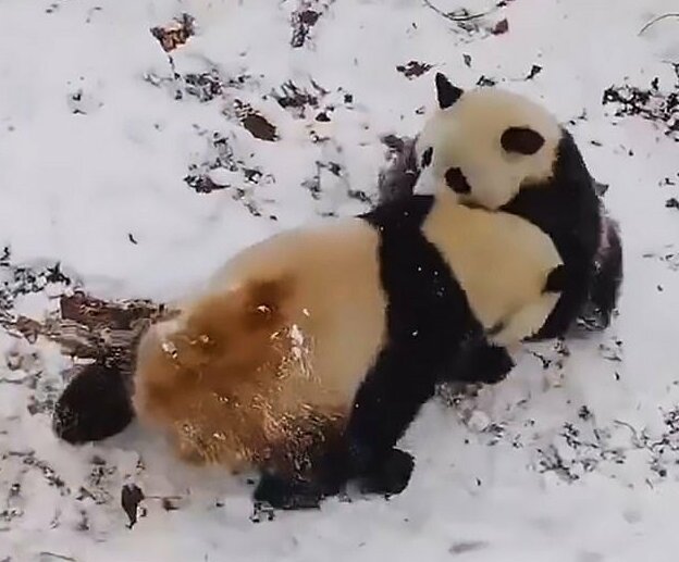 Игривые панды из заповедника Foping Panda Valley попали в объектив камеры 5 января