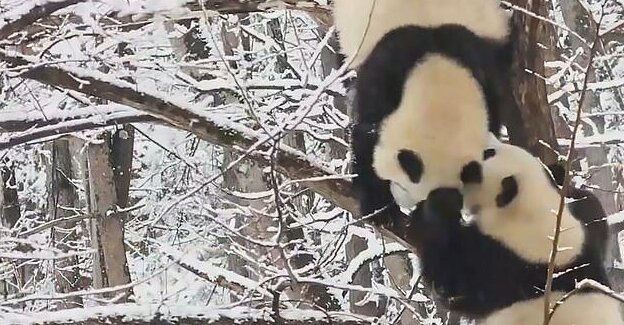 Панда правда покорила. Панда в снегу на дереве. Панда радуется снегу в Китае. Панда в сугробе. Долина панд.