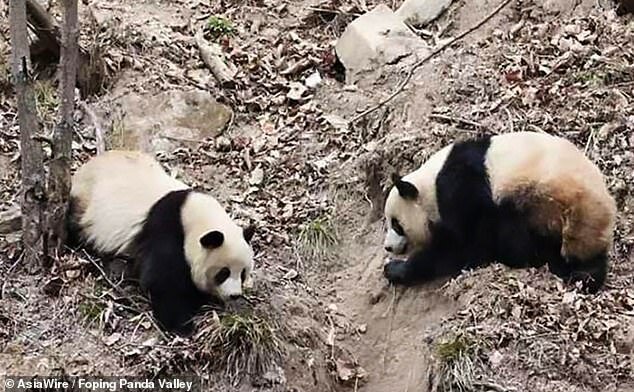 Половой зрелости большие панды достигают в возрасте 5 лет
