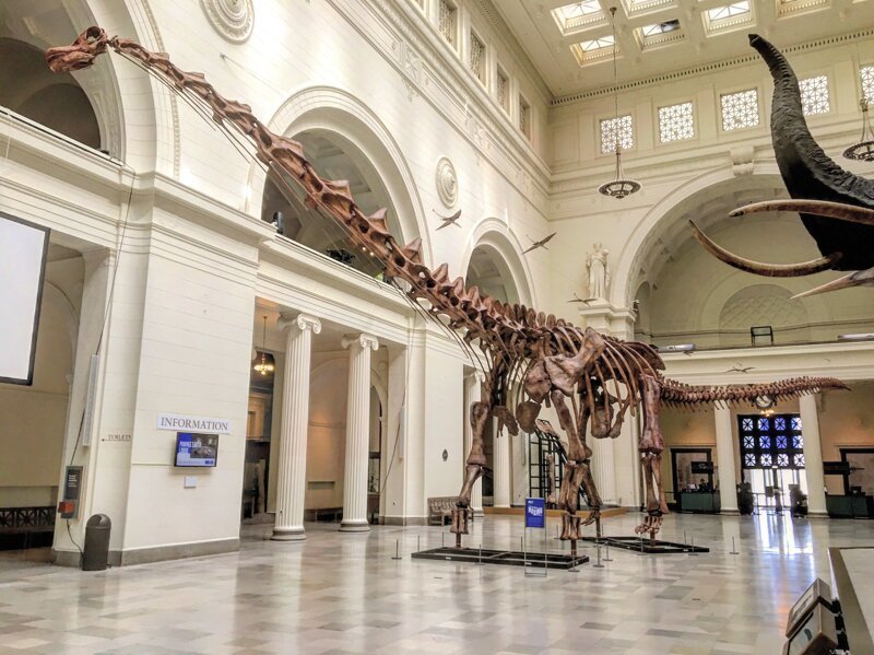 Почему динозавры были гигантами?