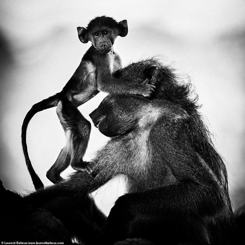 У них тоже есть чувства: сильные фото африканских животных
