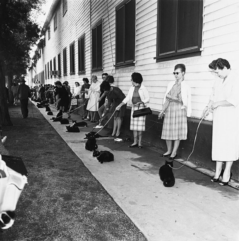 Кастинг на роль черного кота. Голливуд, 1961 г. 