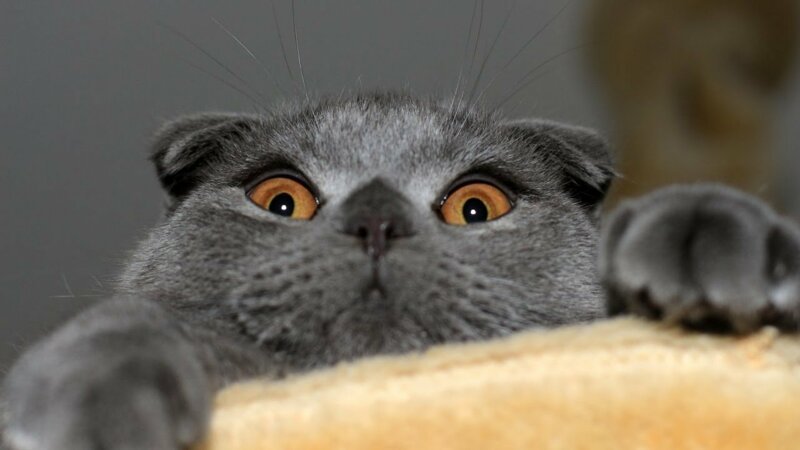 Порода кошек британская вислоухая: подборка картинок