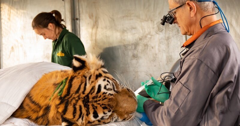 Амурскому тигру Кузьме из сафари-парка Ноусли провели стоматологическую операцию на корневом канале