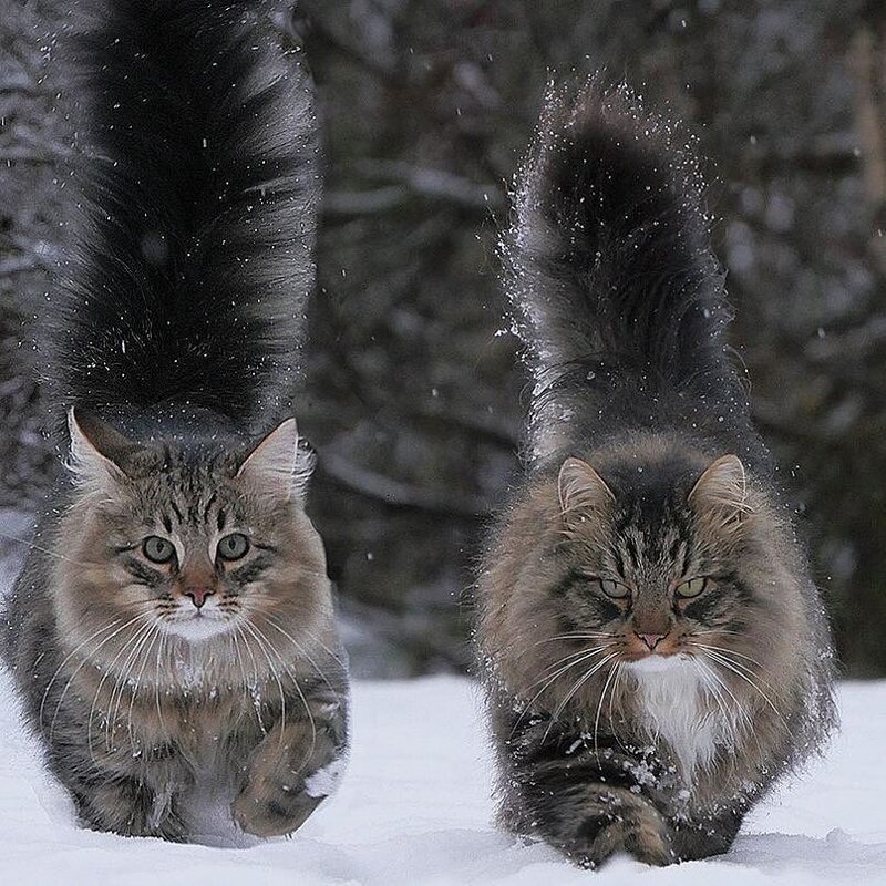 Россия. Коты