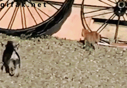 Гифки разные