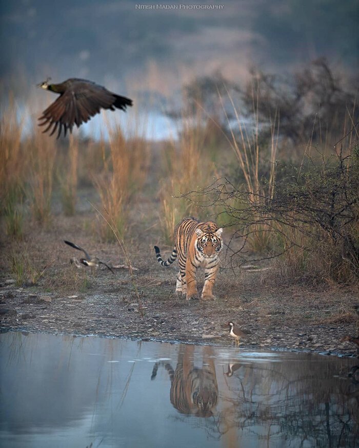 Численность тигров снижается из-за изменений климата и браконьерства