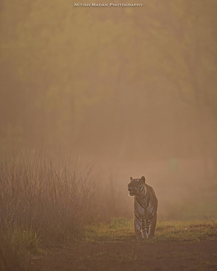 По мнению фотографа, тигры просто "излучают силу и мощь"
