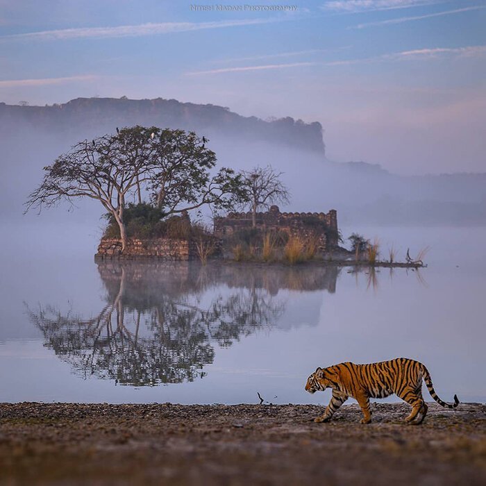 Индийский фотограф Нитиш Мадан больше всего любит фотоохоту на тигров