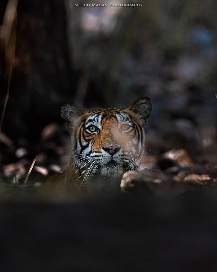 "Когда я вижу тигра, я не могу отвести от него глаз", - говорит Нитиш