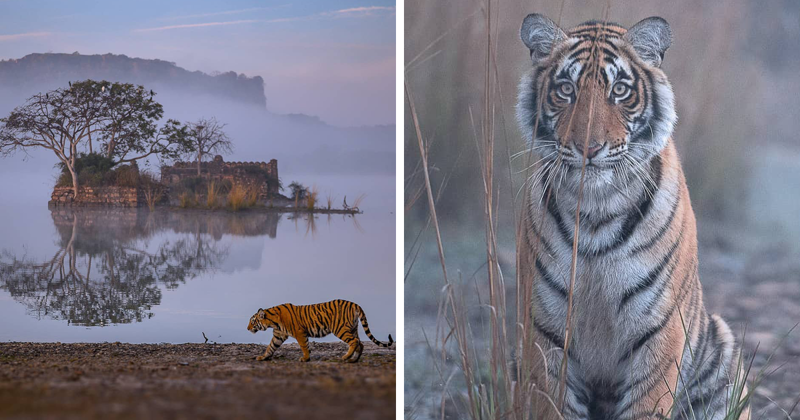 Фотограф показал зрителям душу тигра