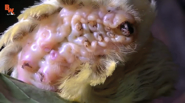 Гифки Гифки