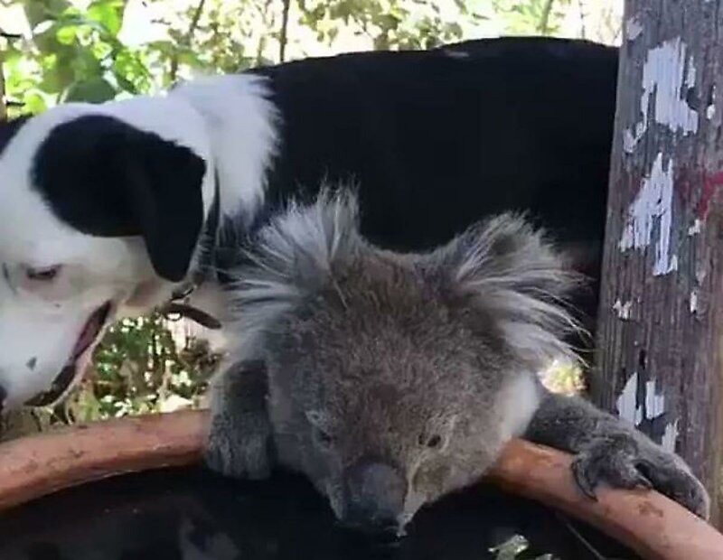 Собака поделилась водой с коалой