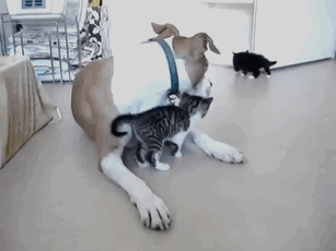 Гифки разные