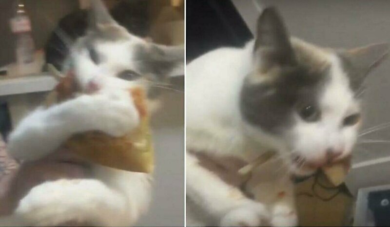Кошка не хочет отдавать хозяйке украденный кусок пиццы