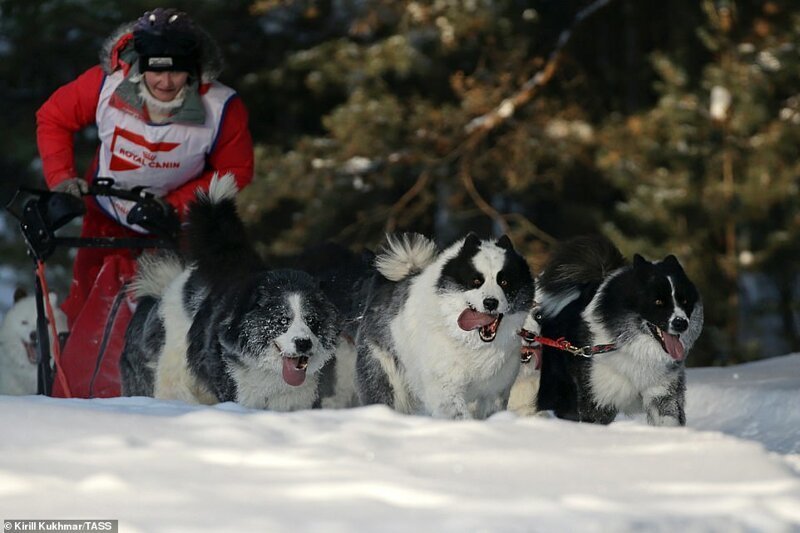 В Бердске прошла веселая гонка на собачьих упряжках