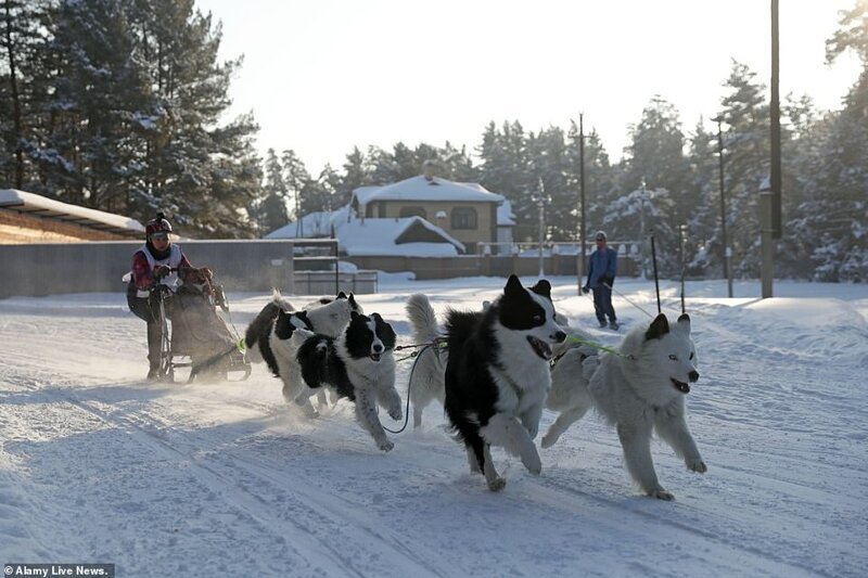 В Бердске прошла веселая гонка на собачьих упряжках