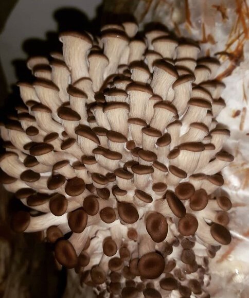 Эксперимент Как вырастить грибы в домашних условиях Простой рецепт выращивания грибов вешенки