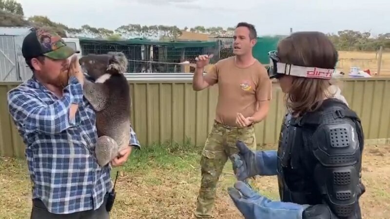 Журналистку разыграли, сказав что коала это злобный медведь с ядовитыми клыками