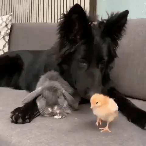 Три товарища