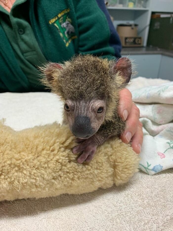 Чудесное преображение детеныша коалы, спасенного из австралийских пожаров